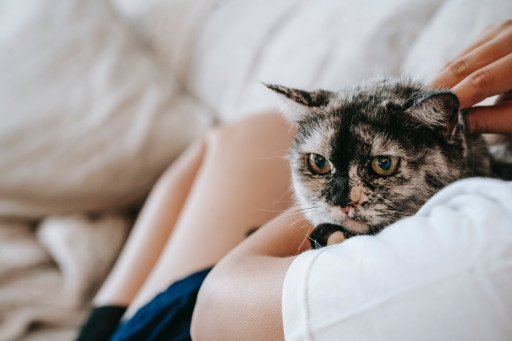 Unveiling the Best Amazon Cat Hammock: A Comprehensive Guide to Feline Comfort