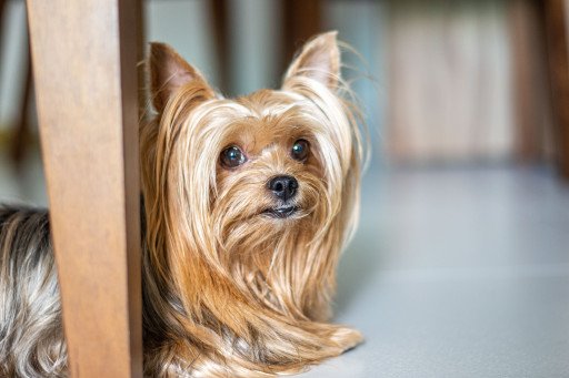 The Comprehensive Guide to Yorkshire Terriers: Understanding Your Furry Companion