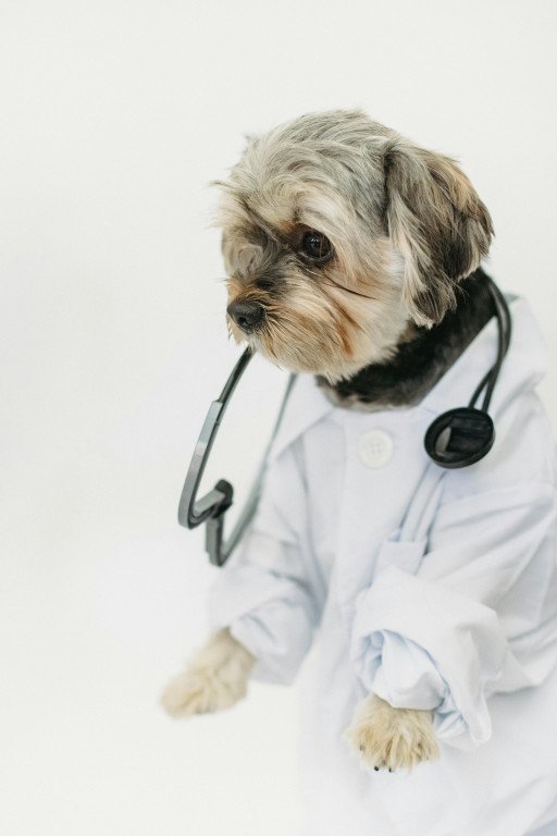 Superior Pet Care at East Cherokee Vet: The Ultimate Veterinary Services for Your Beloved Companion
