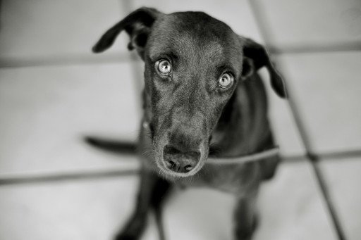 Understanding Greyhound Puppy Pricing: An In-Depth Guide