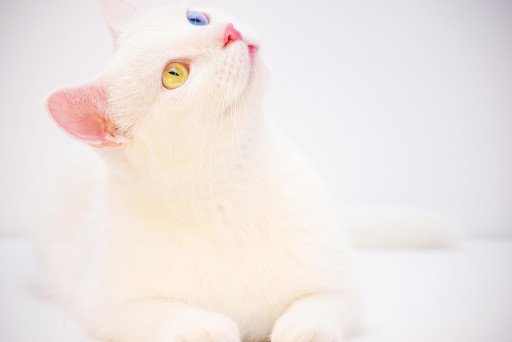 Russian Blue Cat Eye Color