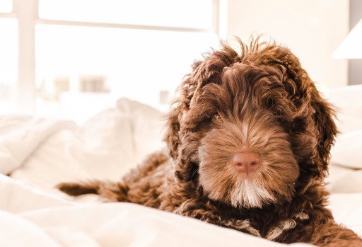 Choosing the Perfect Dog Bed
