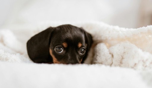 Puppy Comforting Blanket
