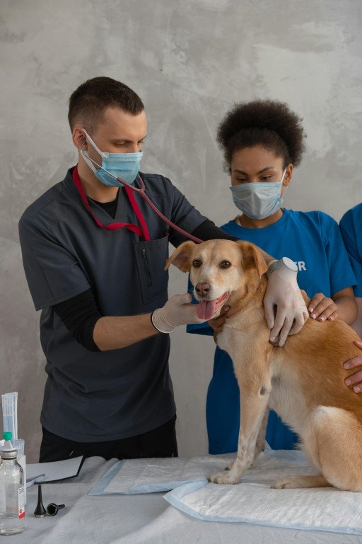 Exceptional Pet Care Services at Newtown Vet Hospital
