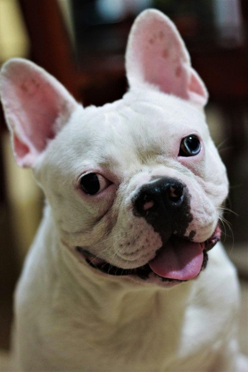 Exquisite English Bulldogs: Your Ultimate Guide to Adopting a Loyal Companion