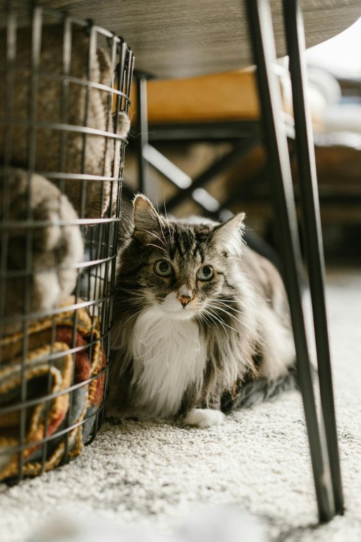The Ultimate Guide to Choosing the Perfect Maine Coon Cat Furniture