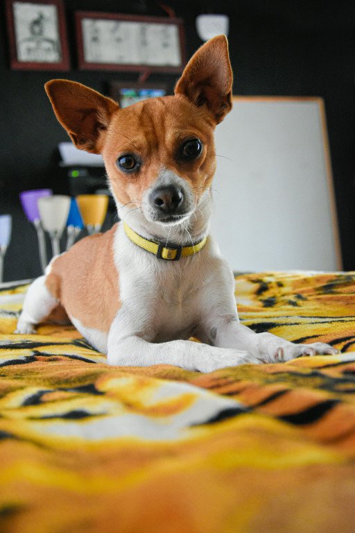 The Comprehensive Guide to Small Dog Breeds: Focus on the Chihuahua