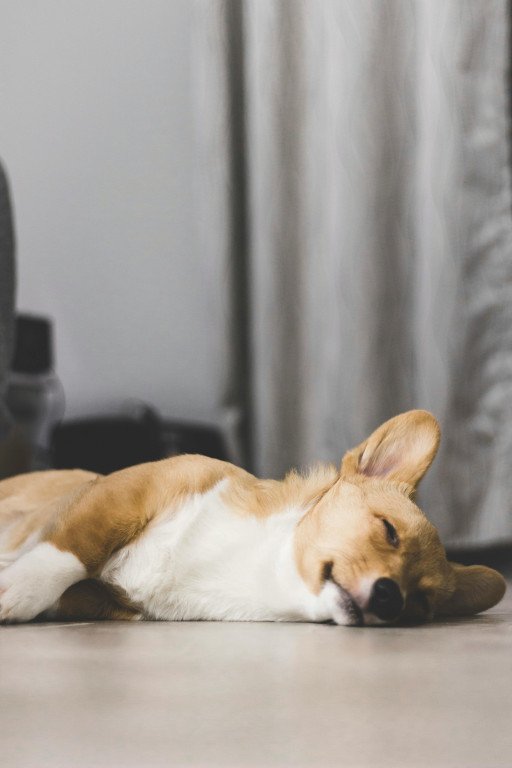 The Ultimate Guide to Choosing the Perfect Puppy Pet Bed for Your Furry Companion