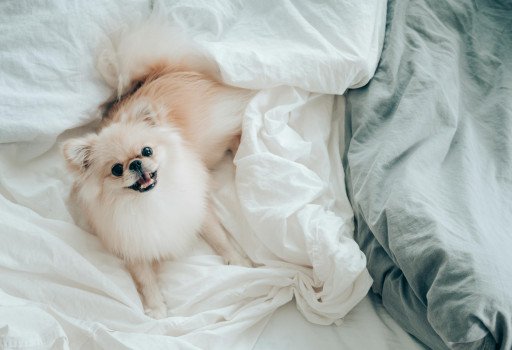 Choosing the Perfect Puppy Pet Bed