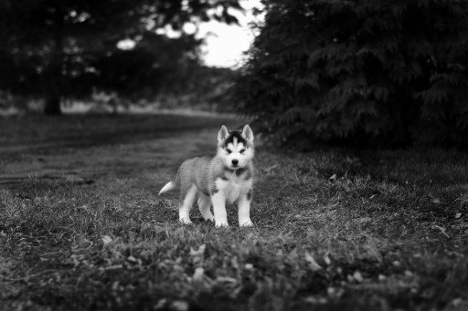 The Comprehensive Guide to Owning a Purebred Husky