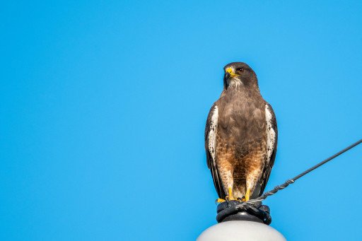 The Ultimate Guide to Golden Eagle Falconry