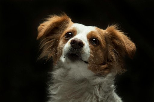 Short-Haired Small Dog Breeds