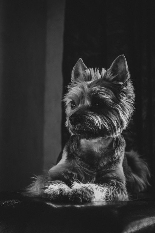 Comprehensive Guide to Yorkshire Terrier Prices and Ownership Costs
